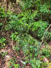 Zamia erosa