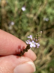 Verbena officinalis