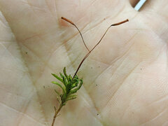 Plagiomnium undulatum