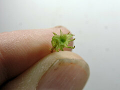 Plagiomnium undulatum