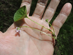 Viola palustris