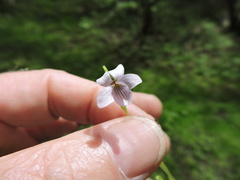 Viola palustris