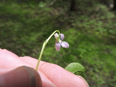 Viola palustris