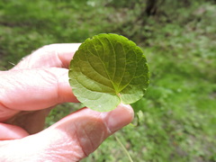 Viola palustris