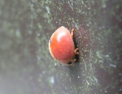 Chilocorus circumdatus