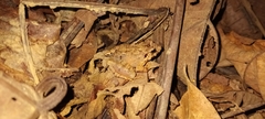 Limnonectes malesianus