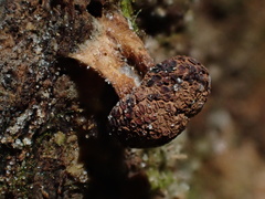 Tubifera microsperma