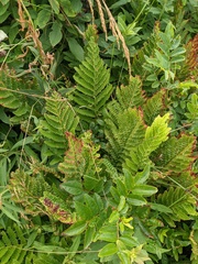 Osmunda claytoniana