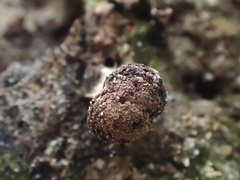 Tubifera microsperma
