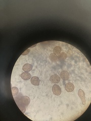 Botryobasidium simile