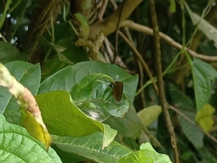 Remelana jangala travana