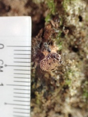 Tubifera microsperma