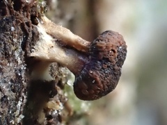 Tubifera microsperma