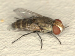Miltogramminae