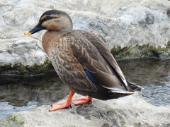 Anas platyrhynchos × zonorhyncha