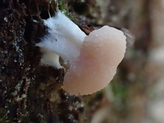 Tubifera microsperma