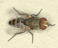 Miltogramminae