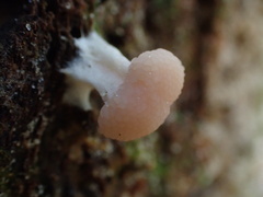 Tubifera microsperma