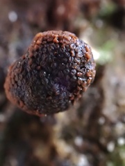 Tubifera microsperma