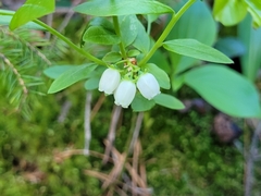 Vaccinium pallidum