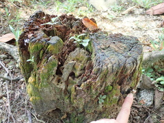 Tubifera microsperma