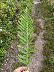 Osmunda claytoniana
