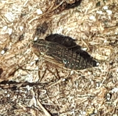Deltocephalinae