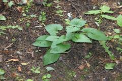 Viola hirta