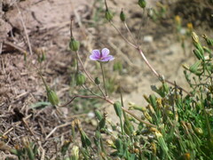 Erodium stephanianum