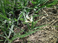 Astragalus scaberrimus