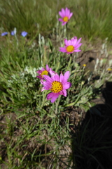 Dimorphotheca jucunda