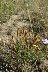 Dianthus chinensis