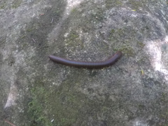 Narceus americanus