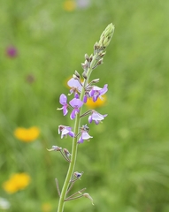 Desmodium illinoense