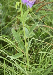 Desmodium illinoense