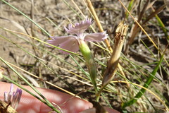 Dianthus chinensis