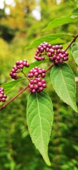 Callicarpa bodinieri
