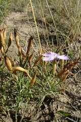 Dianthus chinensis