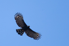 Spizaetus tyrannus