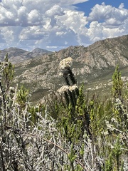 Syncarpha milleflora