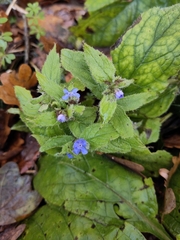 Pentaglottis sempervirens