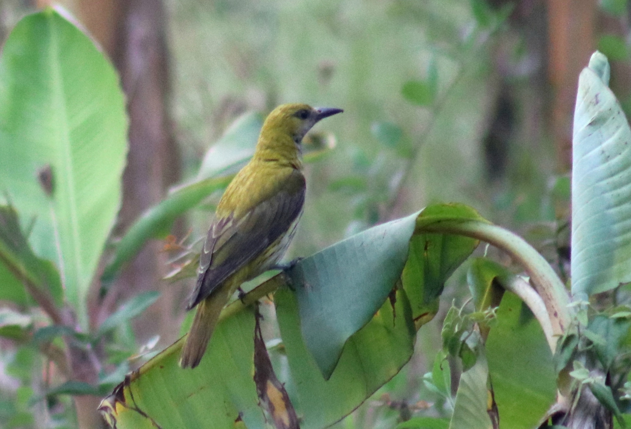 Indian Golden Oriole