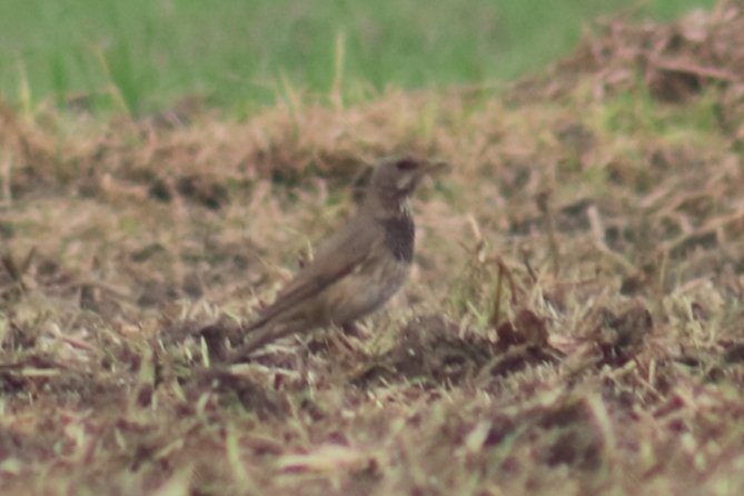 Black-throated Thrush