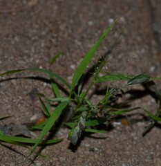 Eragrostis amabilis