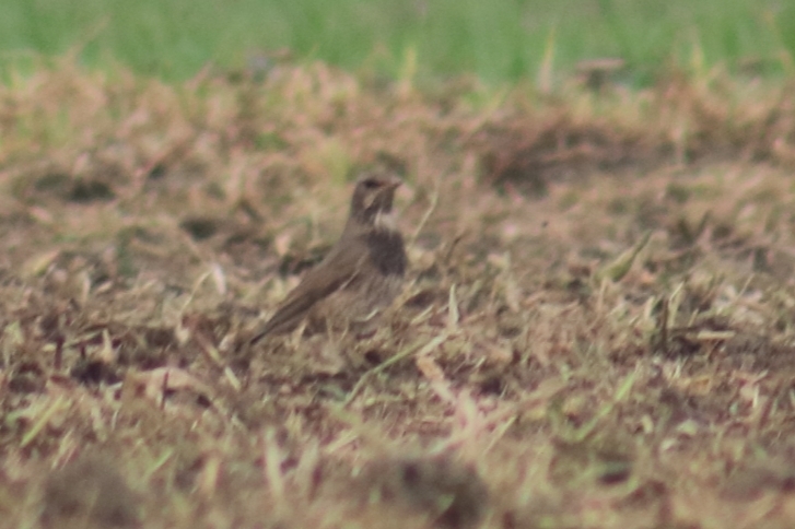 Black-throated Thrush