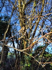 Corylus avellana