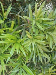 Podocarpus macrophyllus