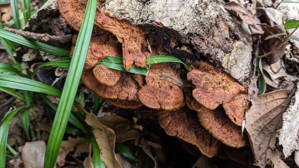 Fuscoporia gilva · January 2023 · photo: © atsushi_nakajima_cirque (iNaturalist, cc-by)