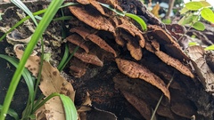 Fuscoporia gilva