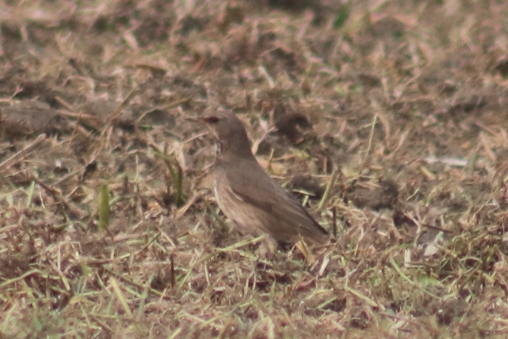 Black-throated Thrush